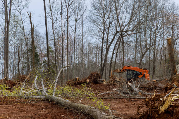 Leaf Removal in Rome, NY