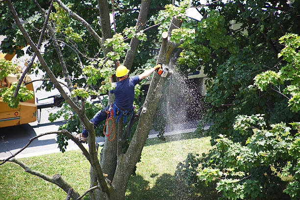 Professional Tree Care in Rome, NY
