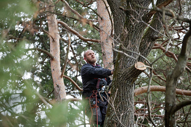 How Our Tree Care Process Works  in  Rome, NY